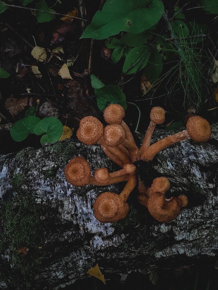Photograph by Марина Слепова