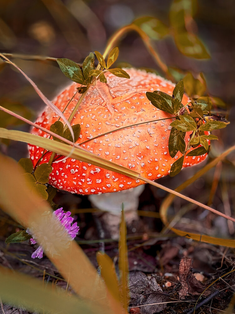 Photograph by Татьяна Смирнова