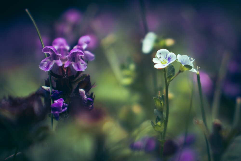 Photograph by Ekaterina Krol
