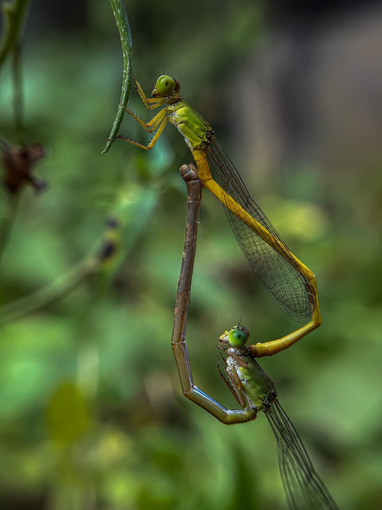 A Delicate Connection