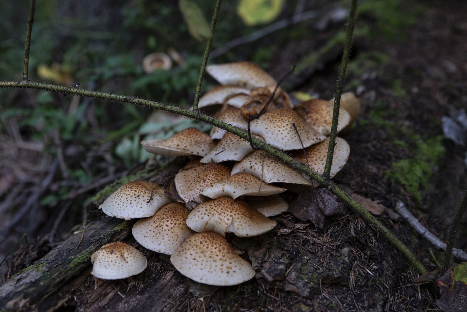 Photo #13946176