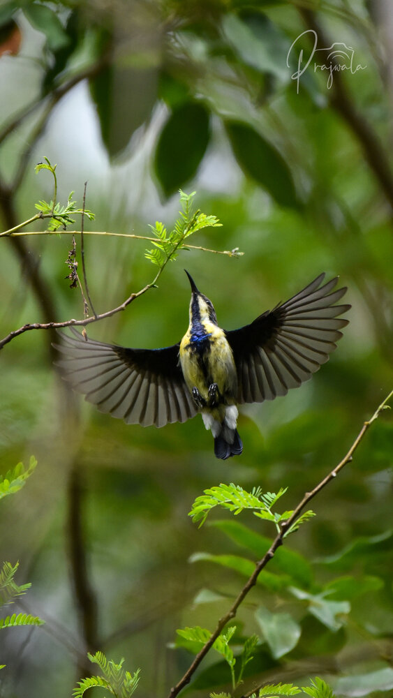 Purple-Rumped Sunbird