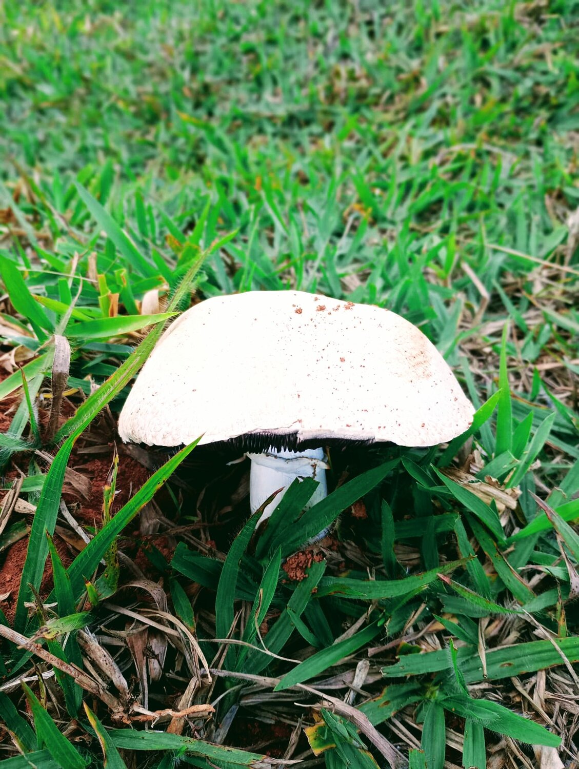 Photo #13946342