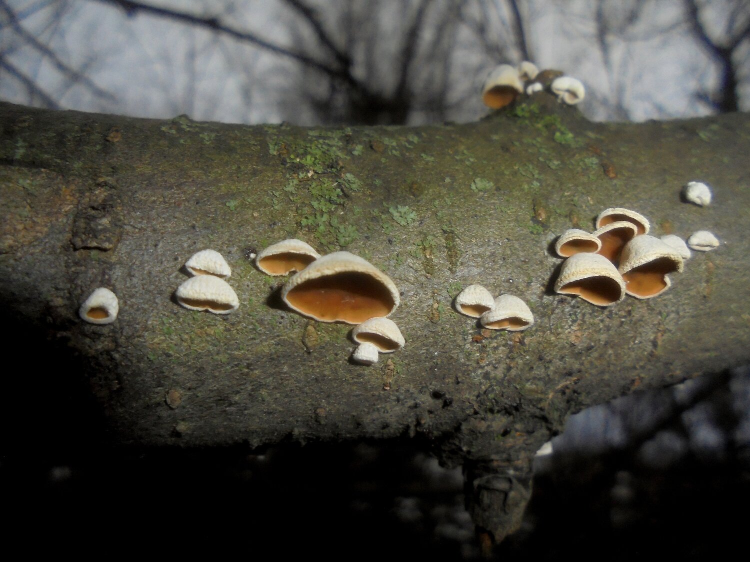 Photo #13946354