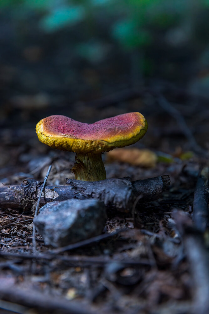 Photograph by Михаил Мак
