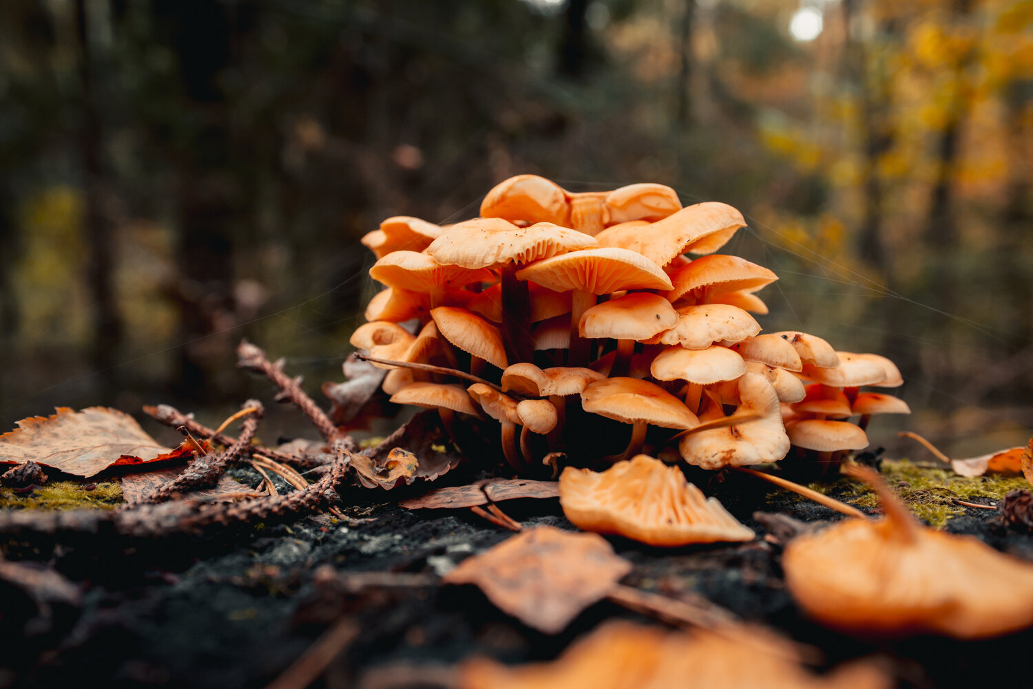 Photo #13946381