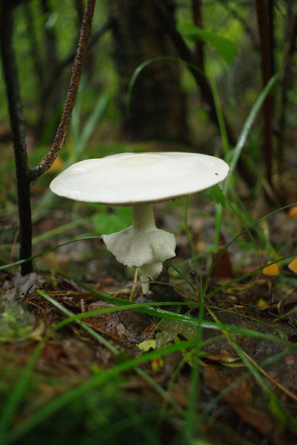 Photo #13946439