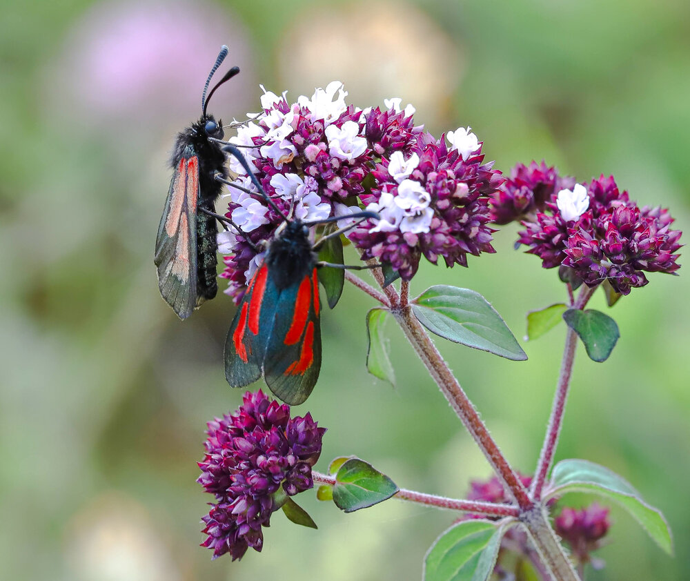 Photograph by Svetlana Gubanova