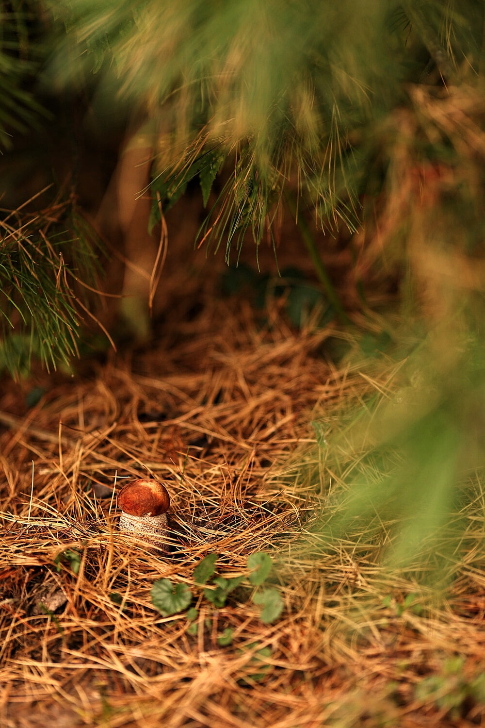Photo #13946481