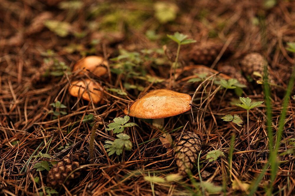 Photograph by Елена Одынец