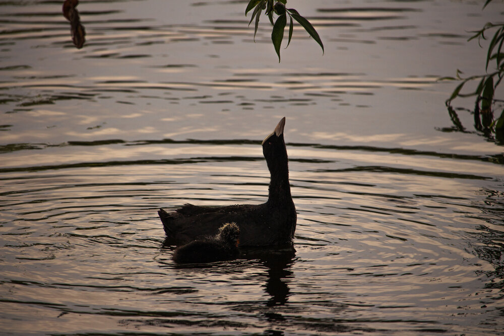 Photograph by Галчонок Ахмерова