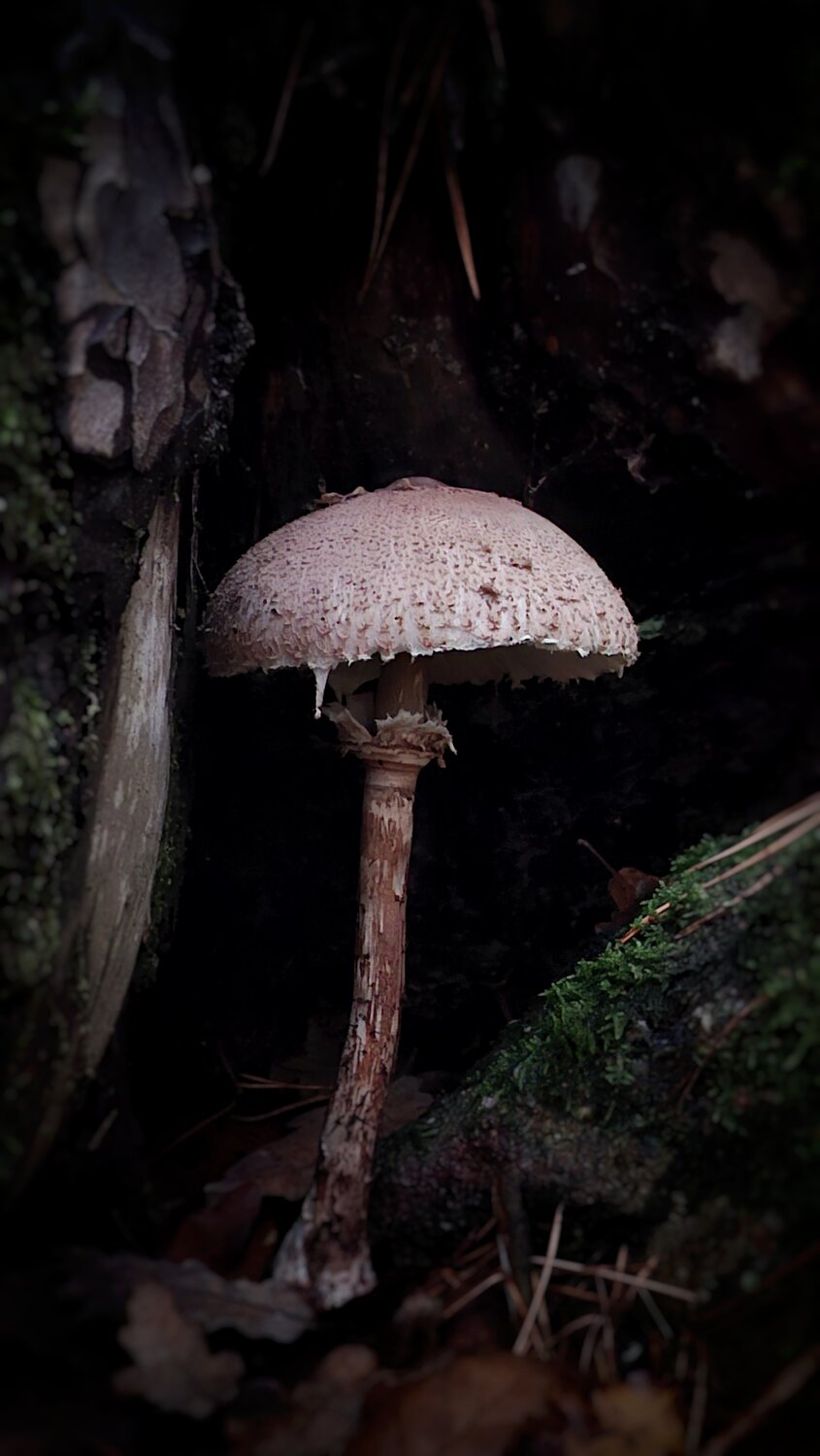 Photo #13946607