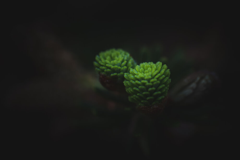 Photograph by Бравичева Анастасия