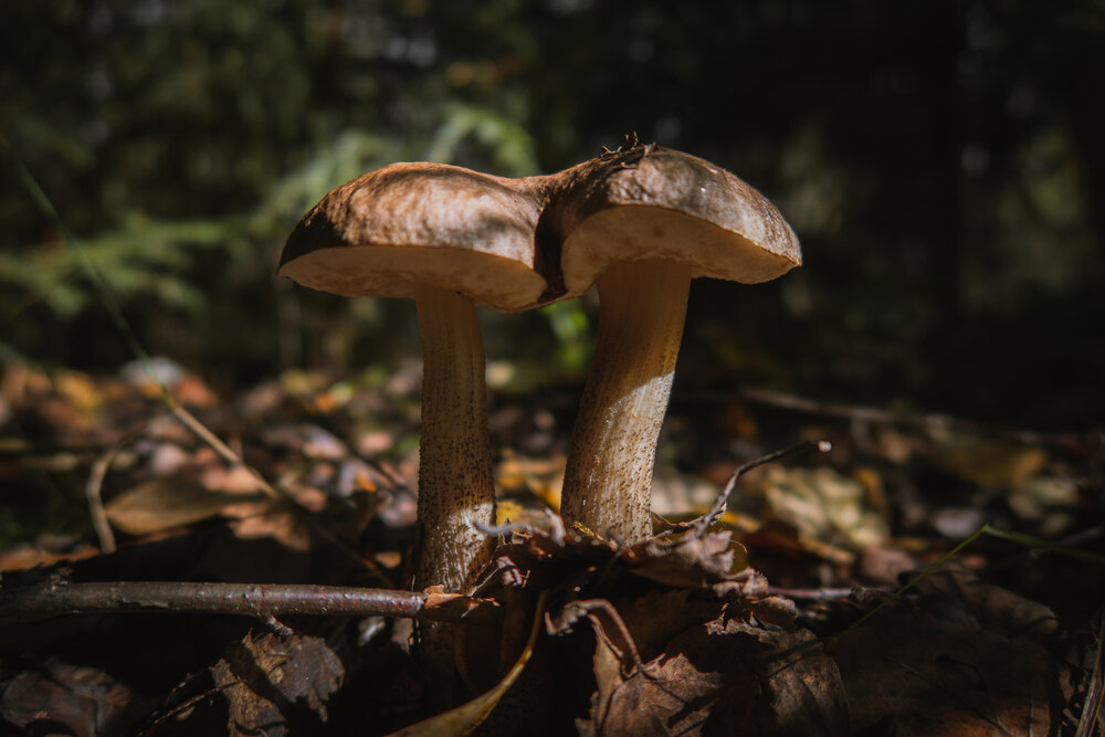 Photograph by Бравичева Анастасия
