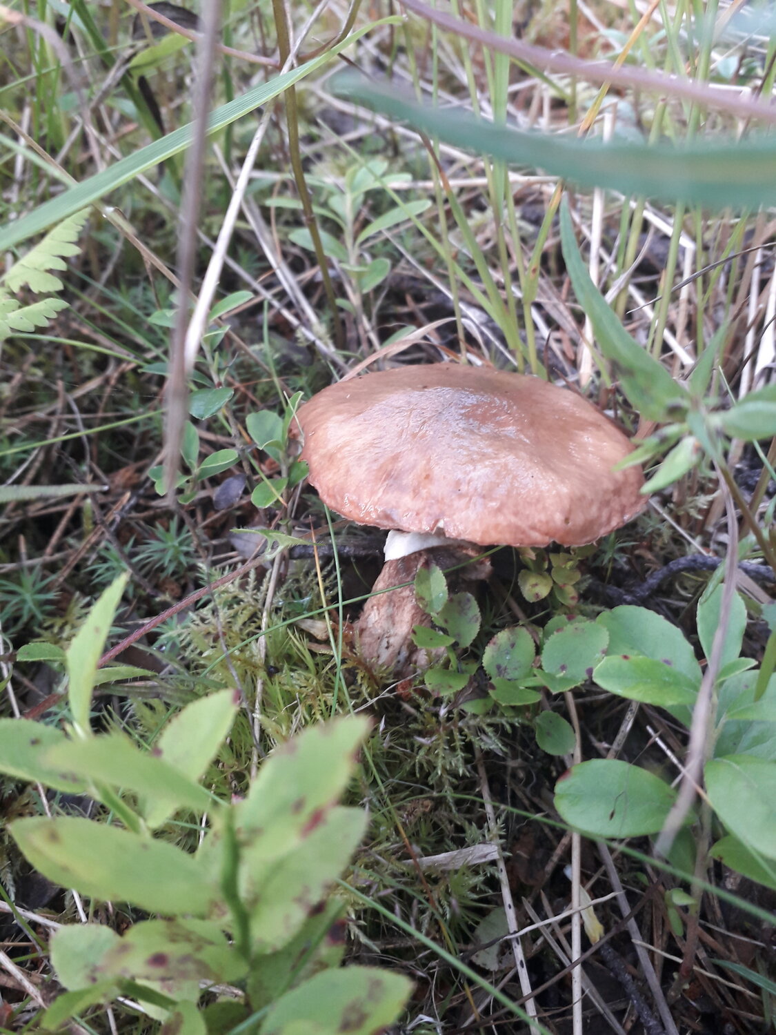 Photo #13946825