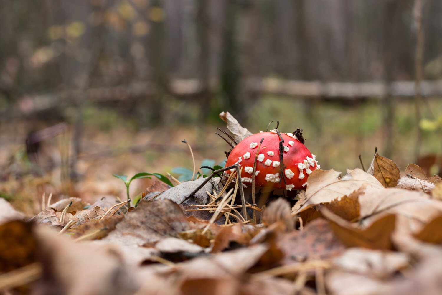 Photo #13946853
