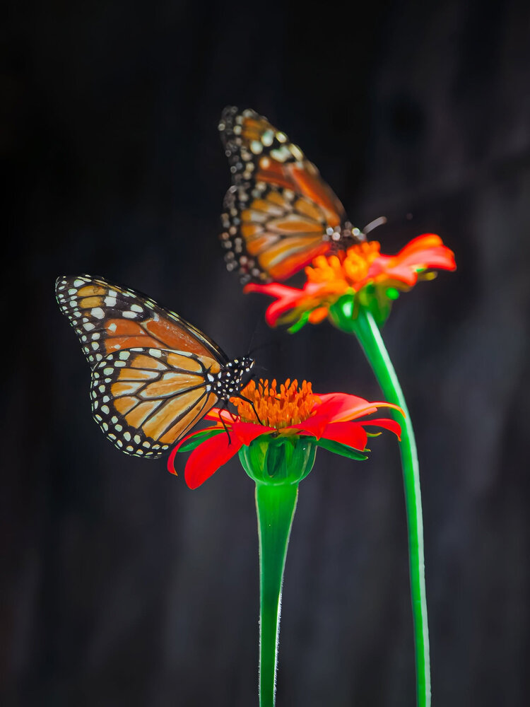Monarch butterflies
