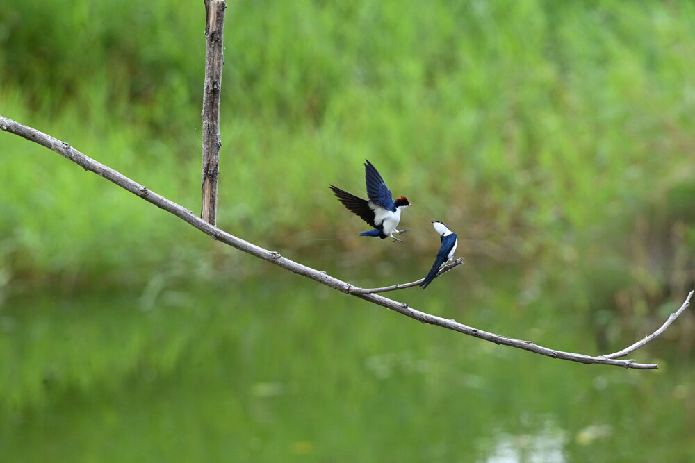 Wire tailed swallow bird flight