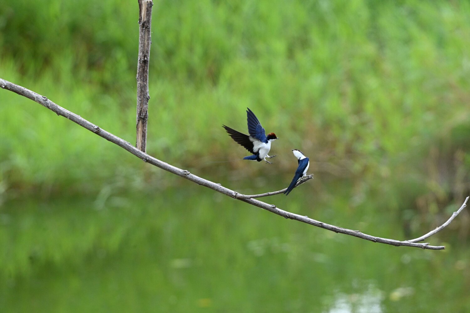 Wire tailed swallow bird flight