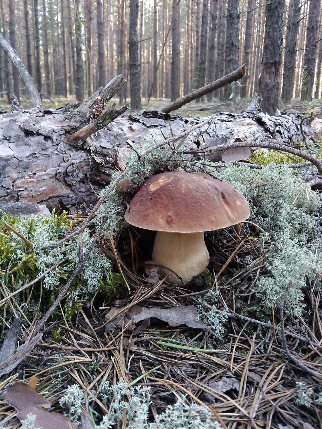 Photo #13947016