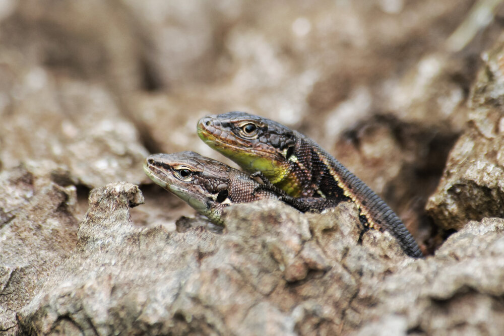 Photograph by Ольга Сельницына