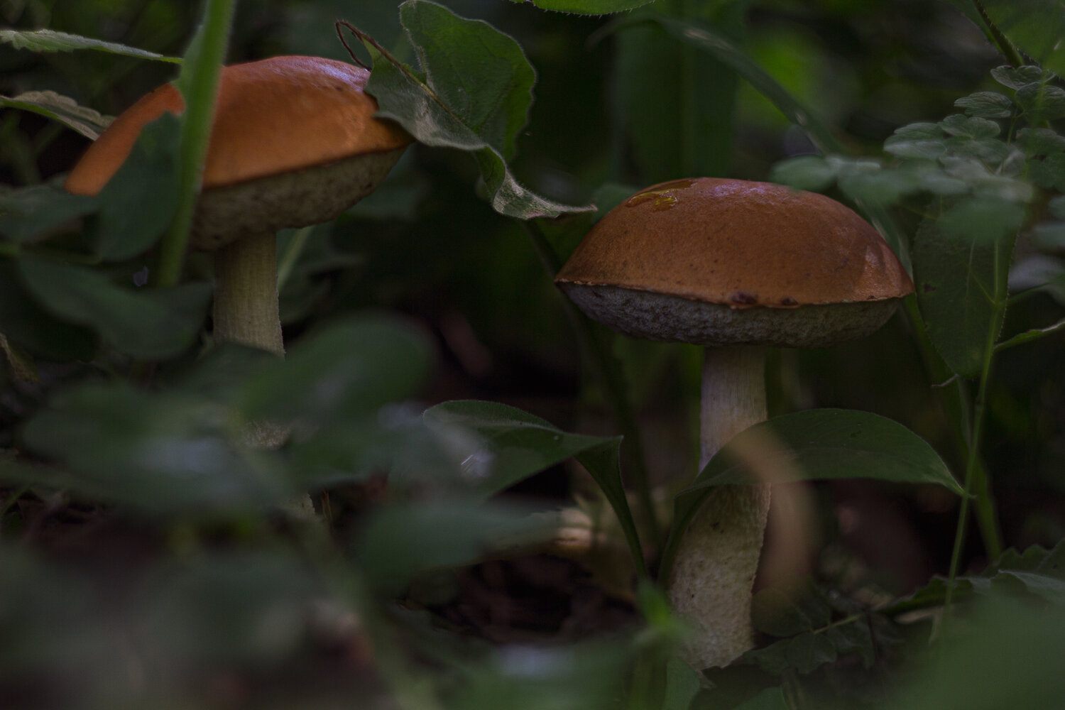 Photo #13947308