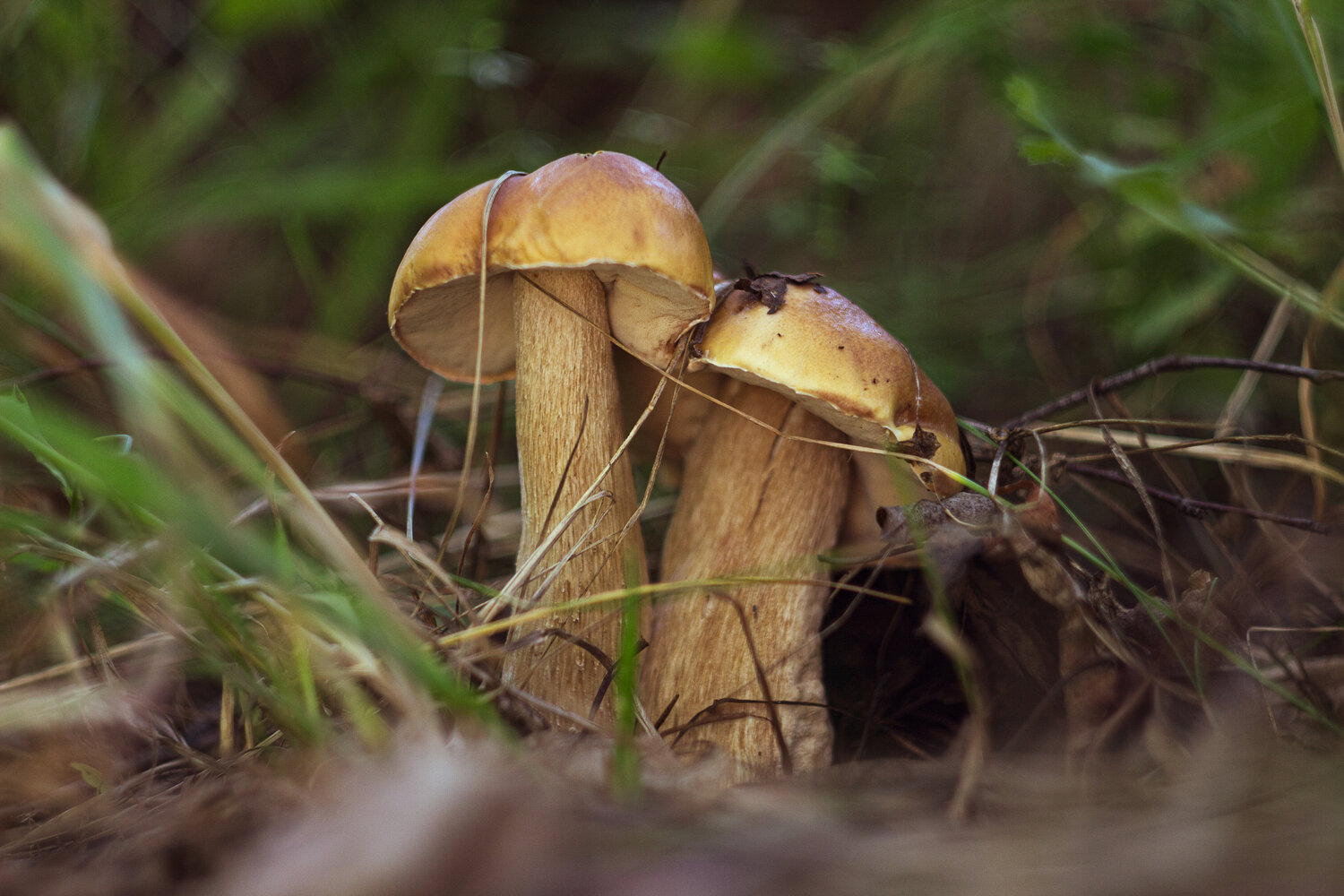 Photo #13947309