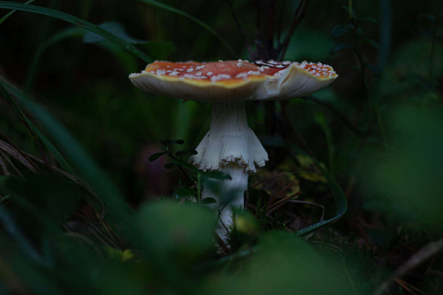 Photo #13947310