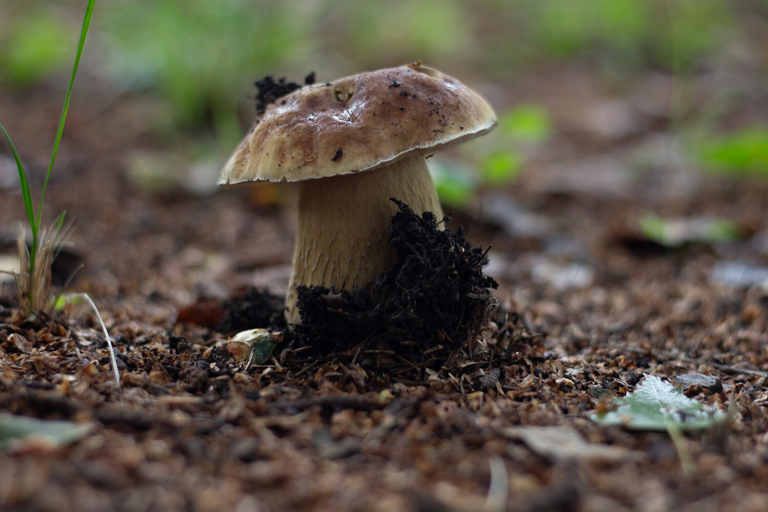 Photo #13947312