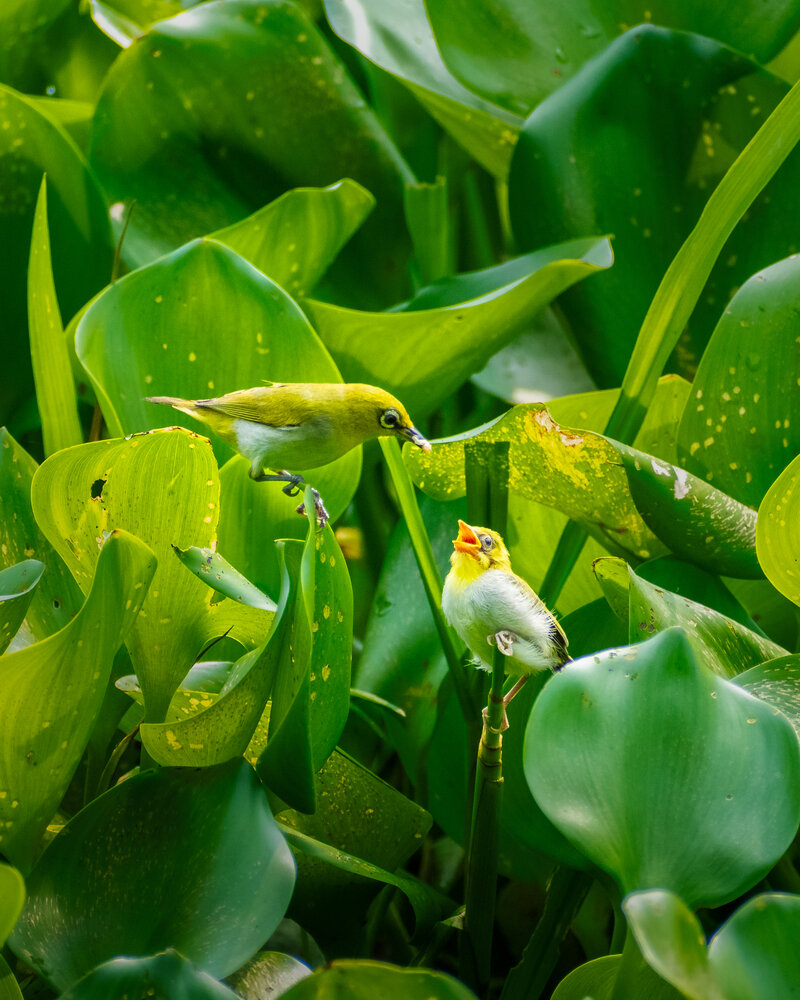 Photograph by Äddî Biswas