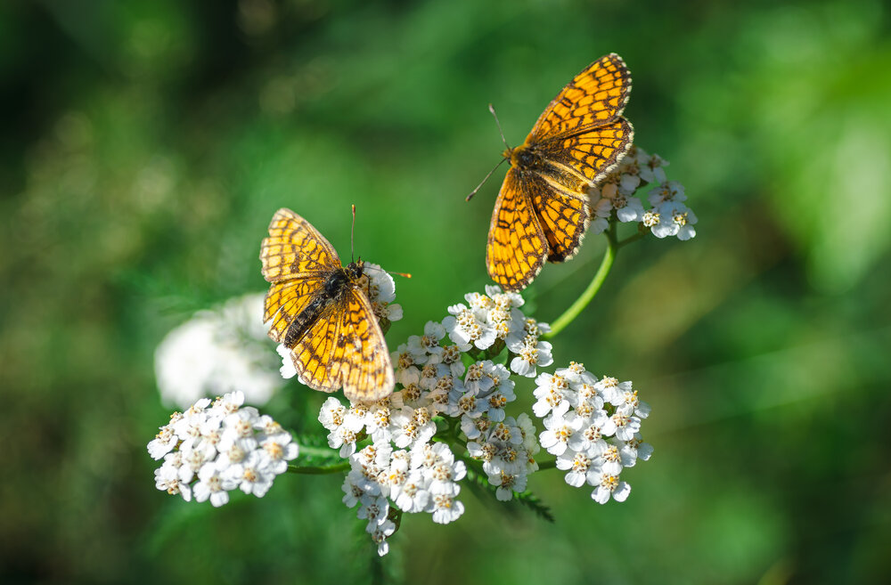 Photograph by Александра Плискова