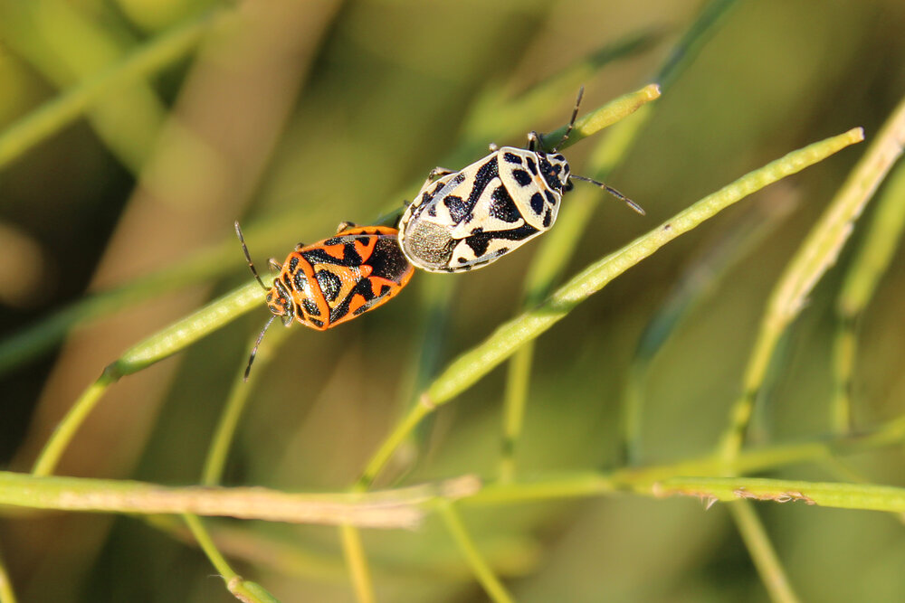 Photograph by Светлана Шубина