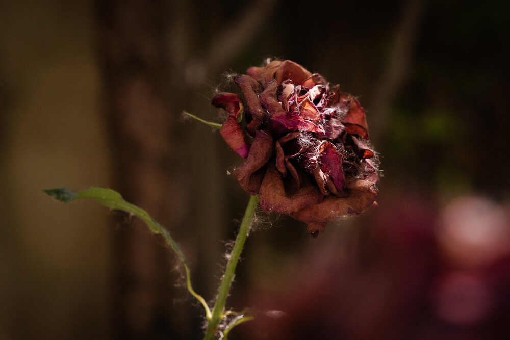 Life in death