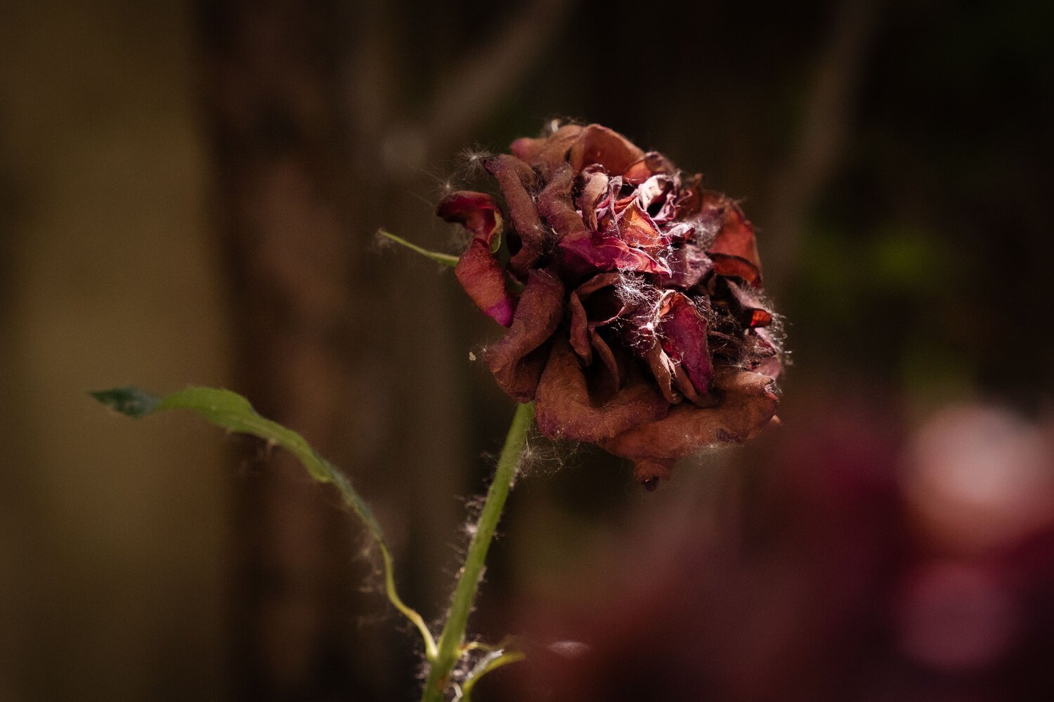 Life in death