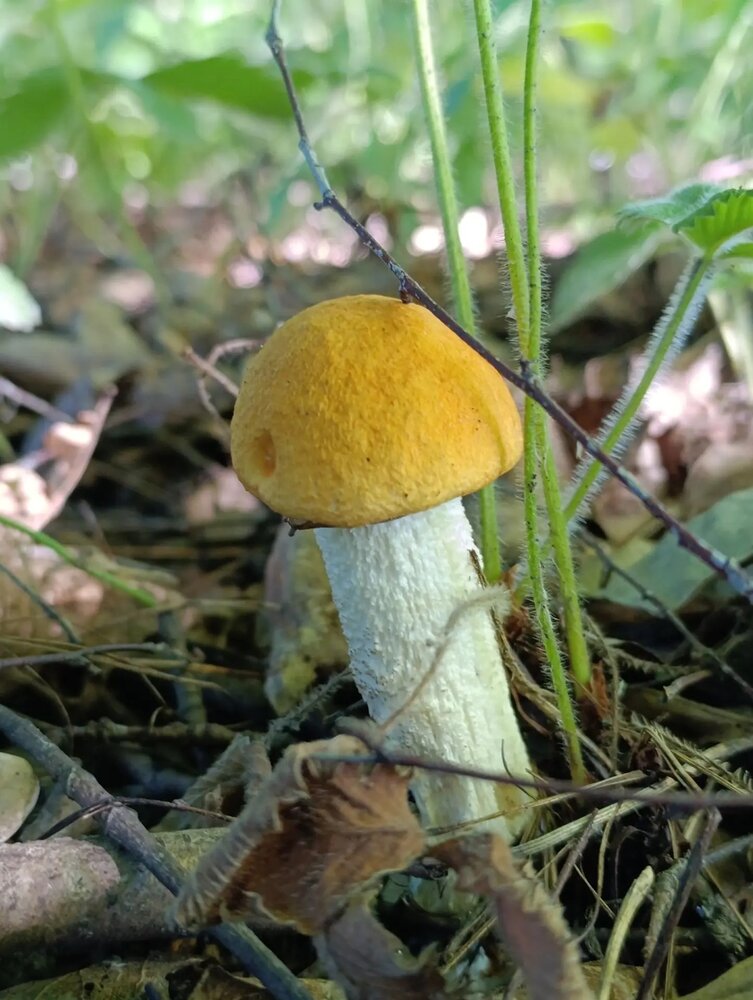 Photograph by Ирина Сидорова