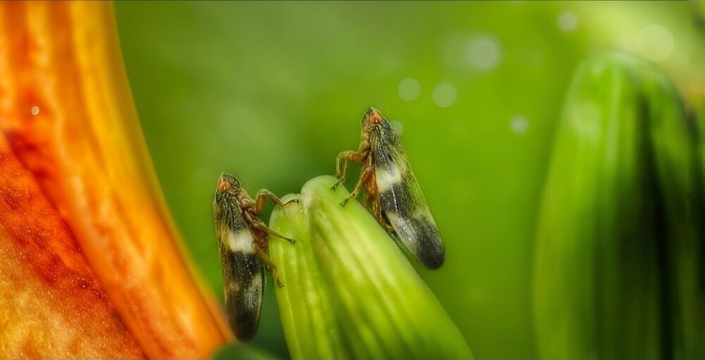 Photograph by Dina Chaica