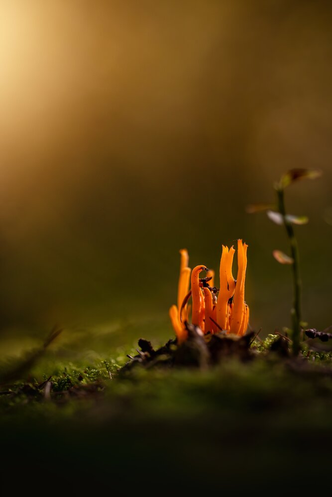 Photograph by Klára Brůnová