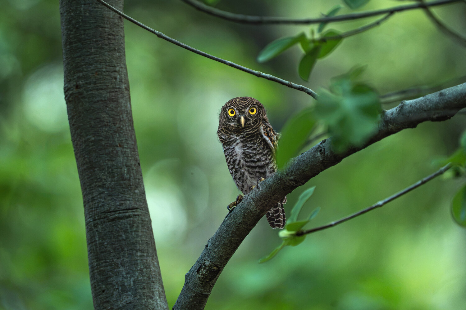 Golden Eyes of the Canopy
