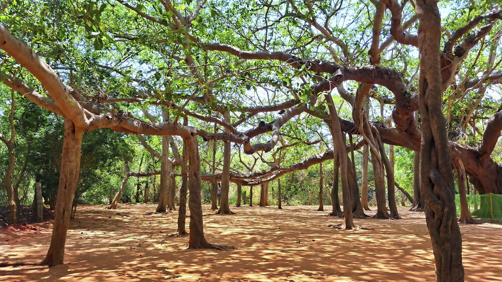 The Banyan Tree - The Living Geographical Centre of the City