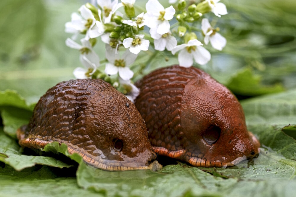 Слизни