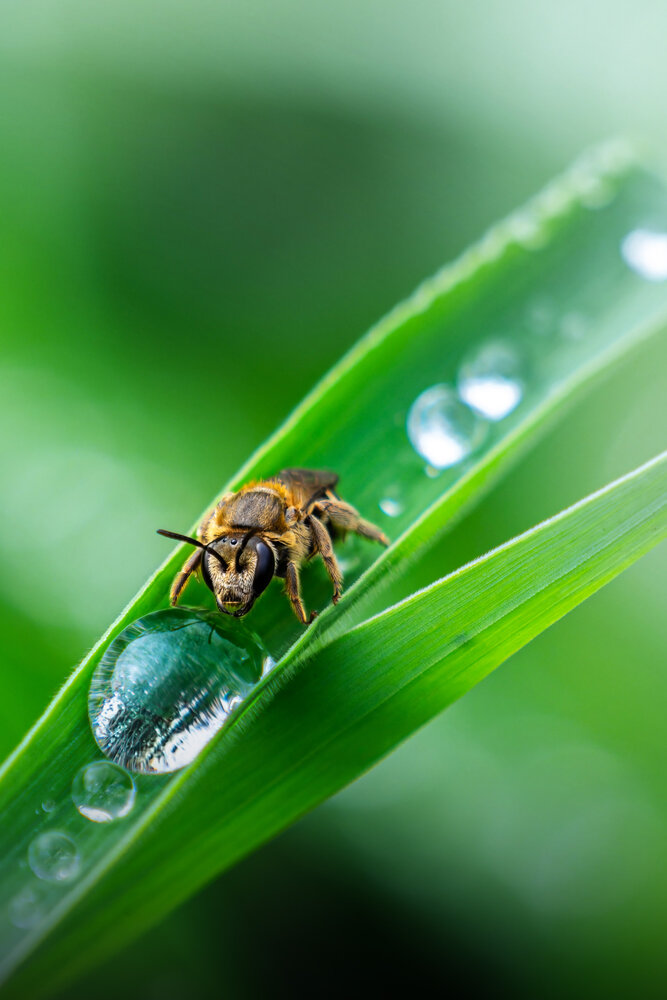 Kiss in the Dew