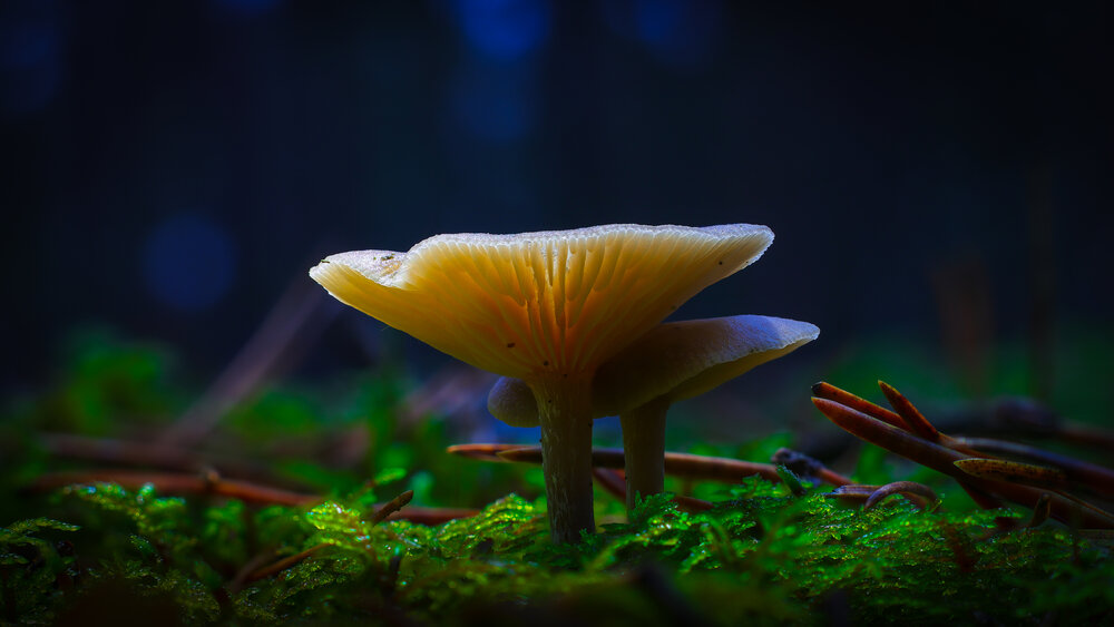Фотография автора Aidas