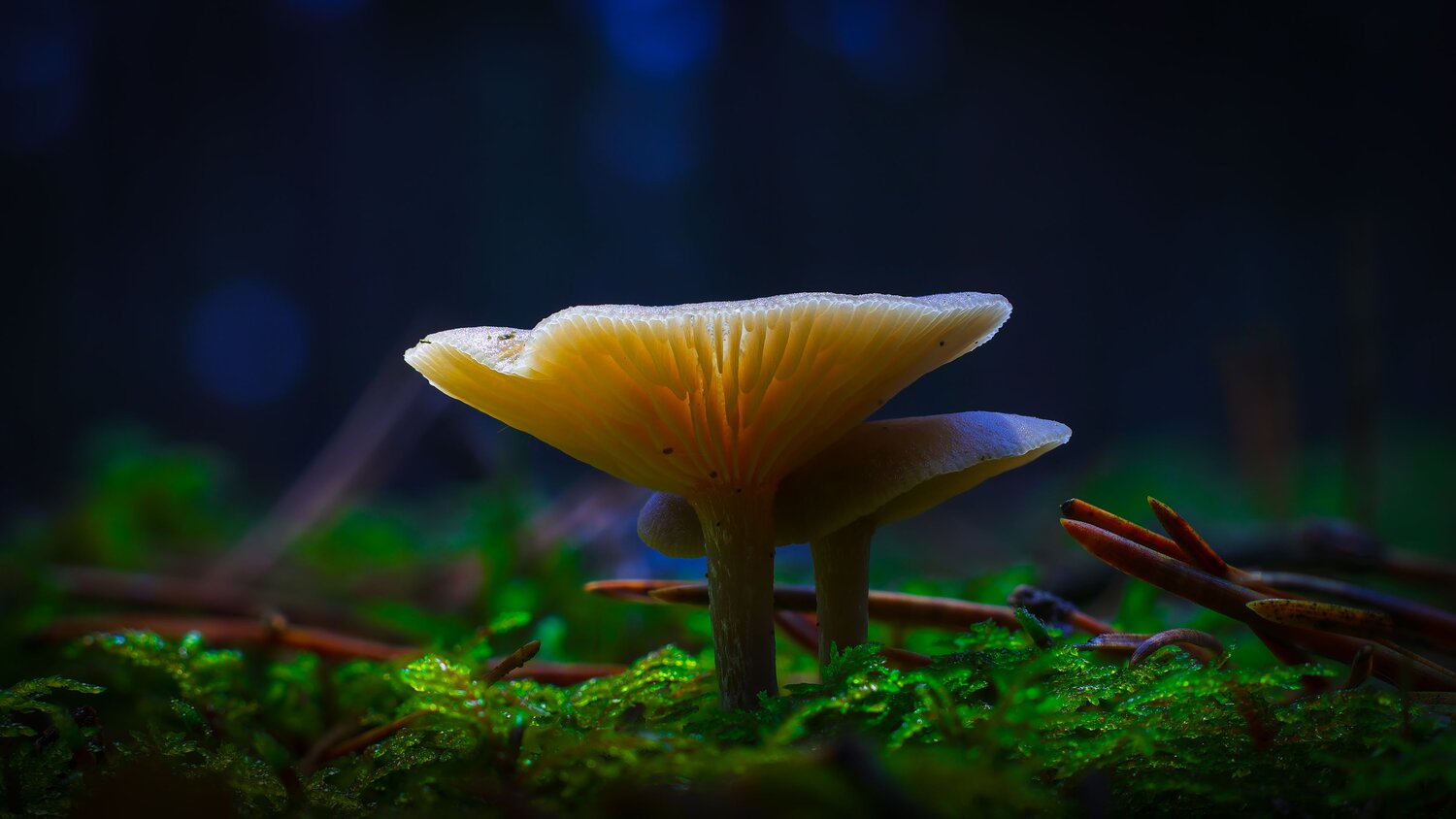 Фотография #13948448
