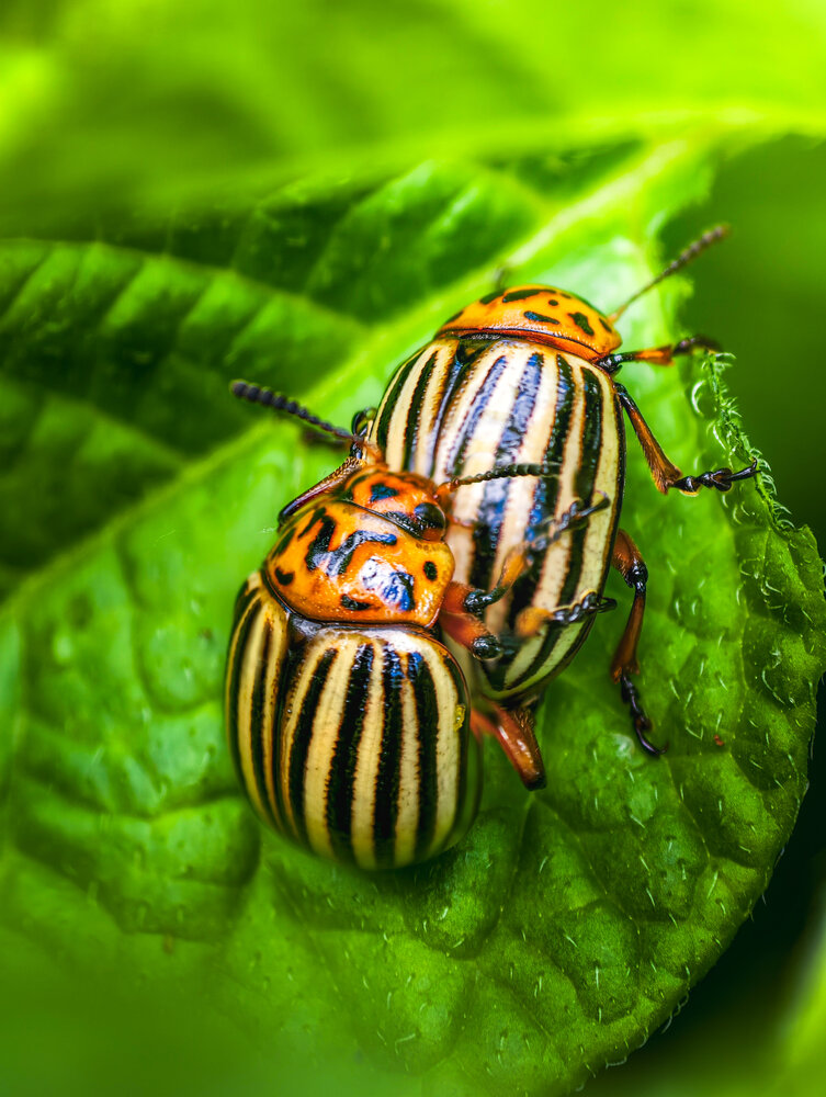 Photograph by Максим Симанчук
