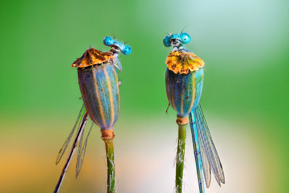 Photograph by Pedro Luis Ajuriaguerra