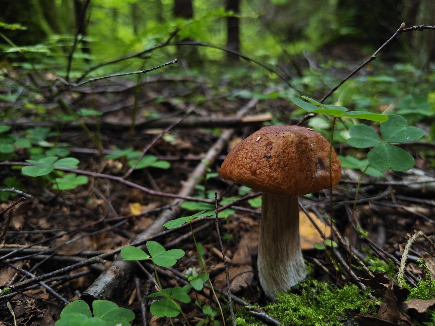 Photo #13948858