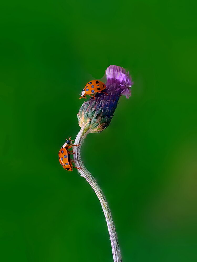 Photograph by Игорь Чеботарёв