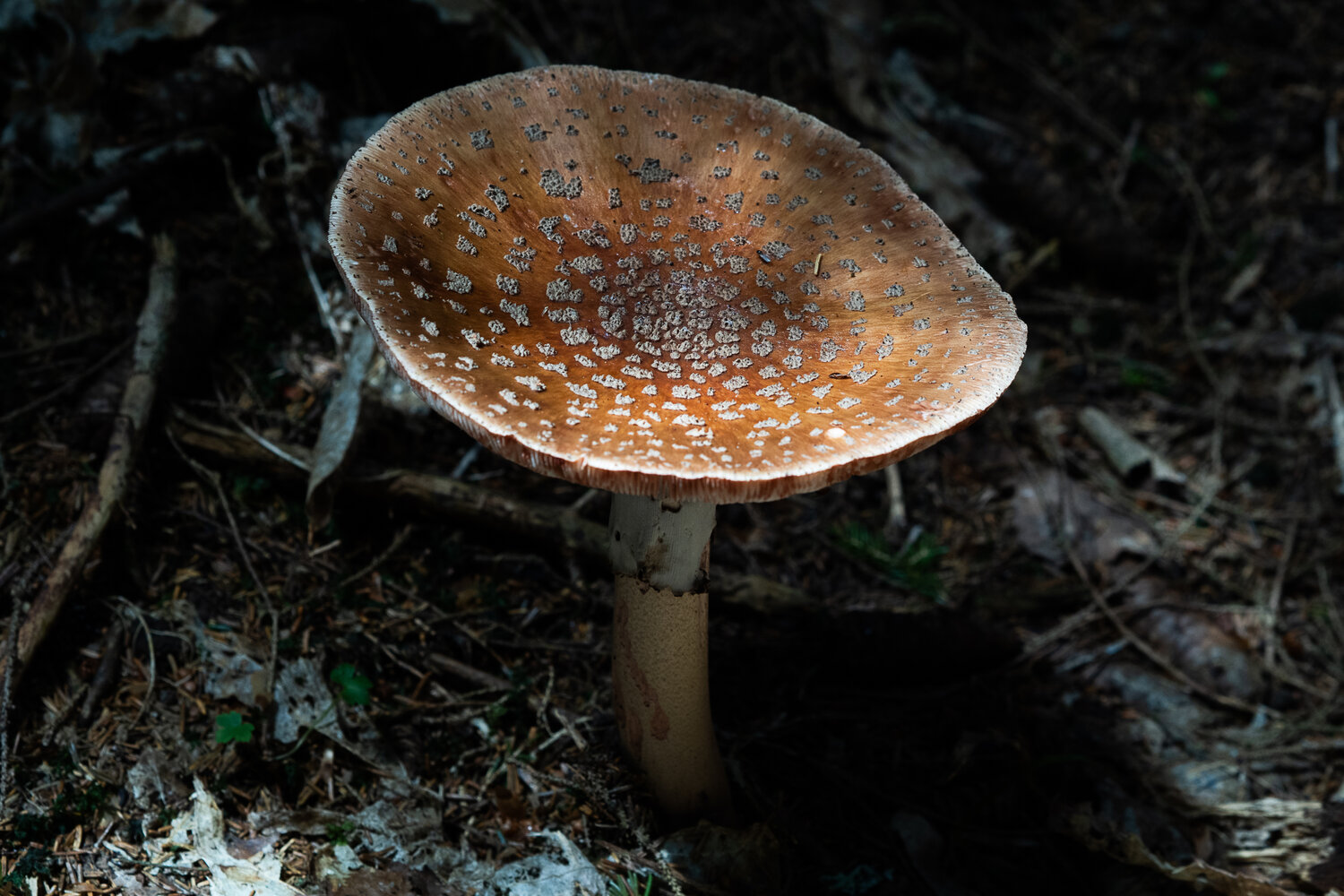 Photo #13949255