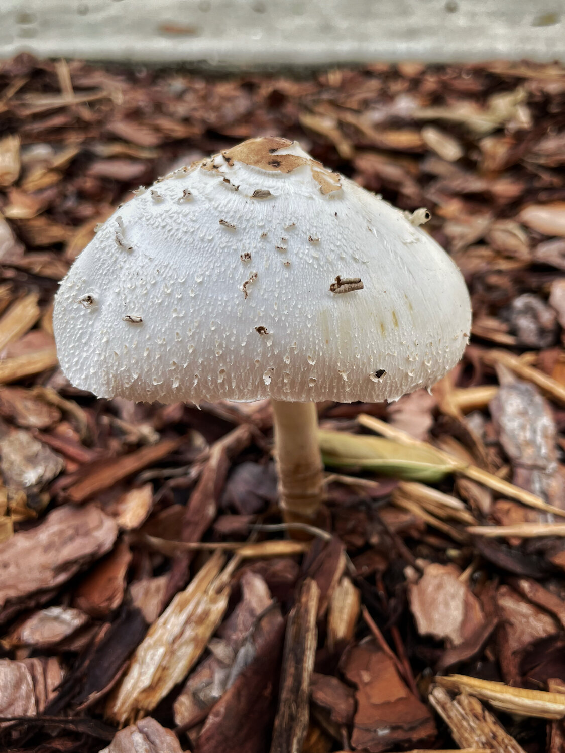 Photo #13949287