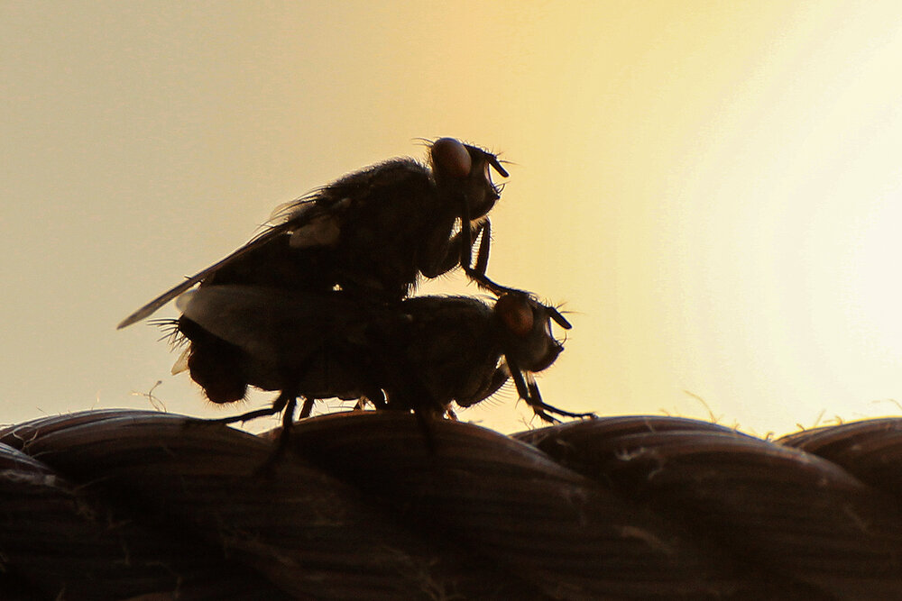 Photograph by hasan sorena jouri